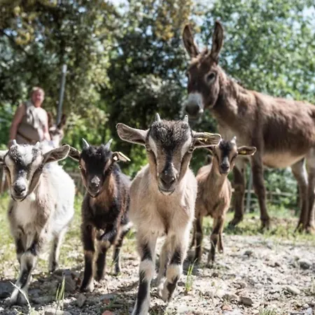 Campingplads 3 Etoiles - Piscine - Ccaaafi Arles-sur-Tech