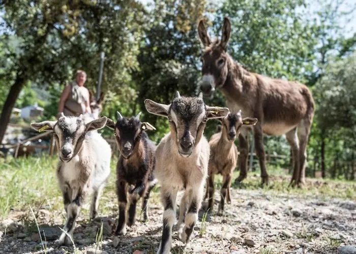 Campingplads 3 Etoiles - Piscine - Ccaaafi Arles-sur-Tech